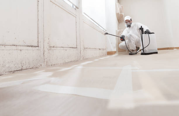 Black mold remediation team in Micro